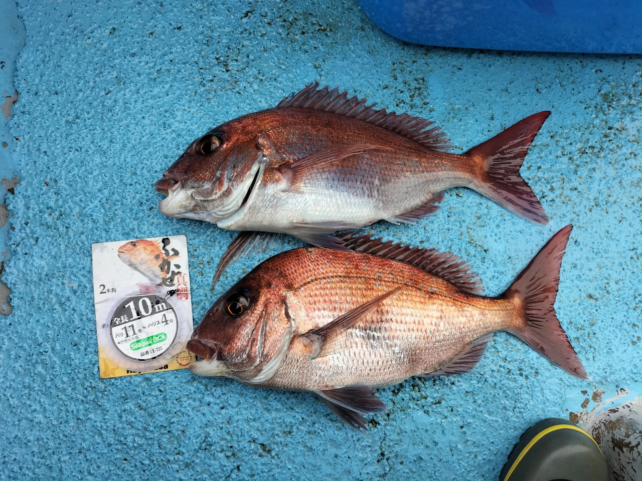 御前崎 マダイ五目釣行 福田 海豊丸さんより | 釣具のイシグロ | 釣り